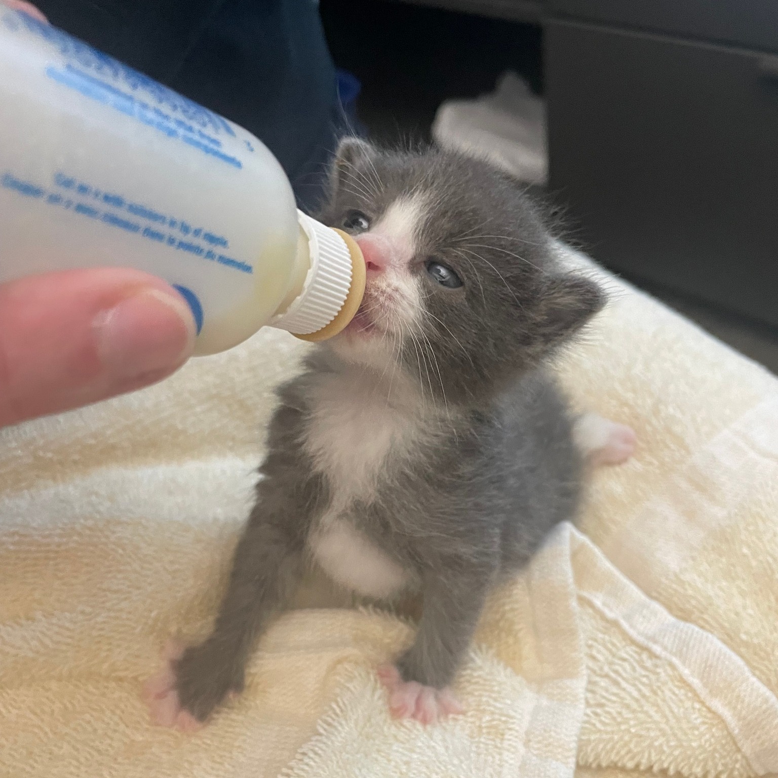 Attend kitten shower at Women’s Animal Center