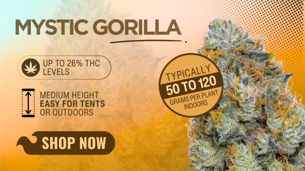 Mystic Gorilla