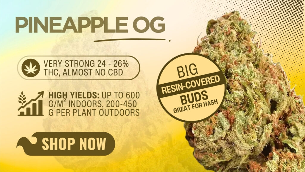 Pineapple OG