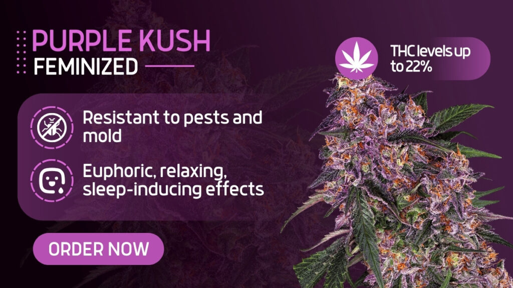 Purple Kush